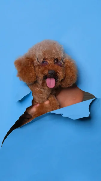 Male Chocolate Small Puppy Poodle Dog Photoshoot Studio Pet Photography — Stock Fotó
