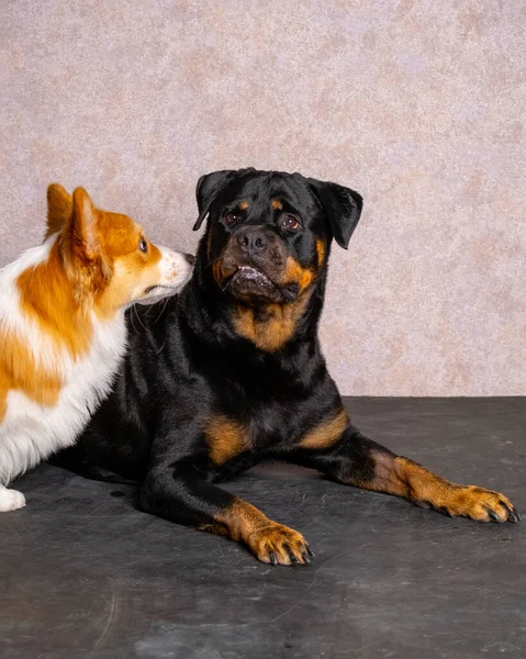 Egy Női Fekete Csokoládé Nagy Felnőtt Rottweiler Kutya Photoshoot Stúdió — Stock Fotó