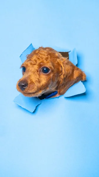 Male Chocolate Small Puppy Poodle Dog Photoshoot Studio Pet Photography — Zdjęcie stockowe