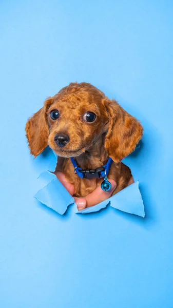 一种雄性巧克力小狗狗狮子狗摄影棚宠物摄影用概念打破蓝纸头通过它的表达 — 图库照片