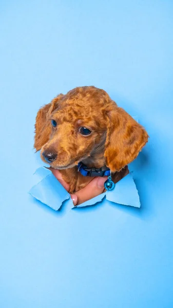 Mâle Chocolat Petit Chiot Chien Caniche Photoshoot Studio Photo Animal — Photo