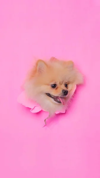 Perempuan Creame Pom Pomeranian Dog Photoshoot Studio Foto Hewan Peliharaan — Stok Foto