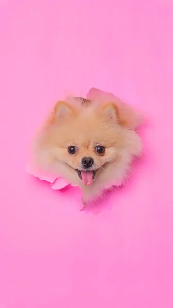 Female Creame Pom Pomeranian Dog Photoshoot Studio Pet Photography Concept — Fotografia de Stock
