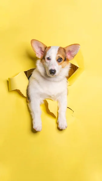 Female White Chocolate Pembroke Welsh Corgi Dog Photoshoot Studio Pet — Fotografia de Stock