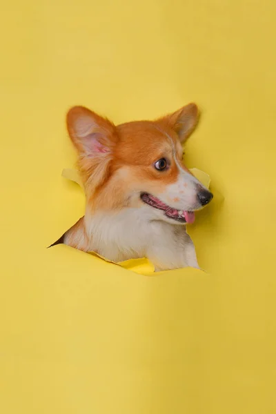 一种雌性刺绣威尔士科奇犬摄影棚宠物摄影用概念打破黄色的纸头通过它的表达 — 图库照片