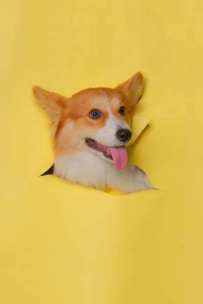 Bir Dişi Pembroke Corgi Dog Photoshoot Stüdyo Fotoğrafçılığı Çinde Konsept — Stok fotoğraf