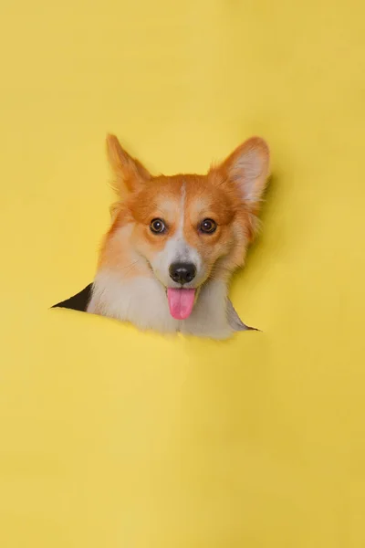 Kvinnlig Pembroke Walesisk Corgi Hund Photoshoot Studio Sällskapsdjur Fotografering Med — Stockfoto