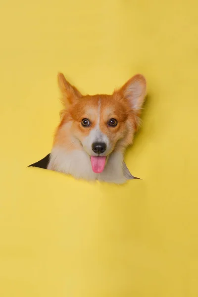 Pembroke Betina Baik Corgi Anjing Pemotretan Studio Foto Hewan Peliharaan — Stok Foto