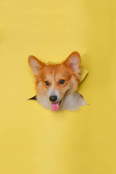 Egy Női Pembroke Walesi Corgi Kutya Photoshoot Stúdió Kisállat Fotózás — Stock Fotó