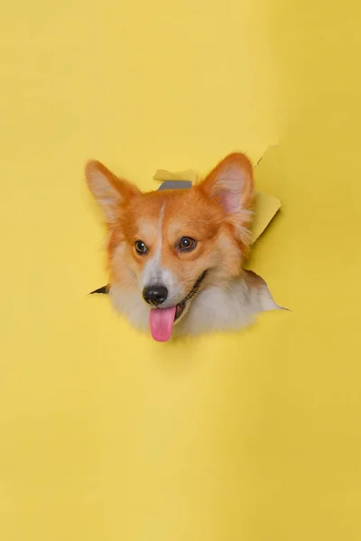 Female Pembroke Welsh Corgi Dog Photoshoot Studio Pet Photography Concept — Fotografia de Stock