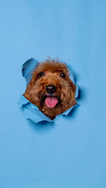 a male chocolate poodle dog photoshoot studio pet photography with concept breaking blue paper head through it with expression