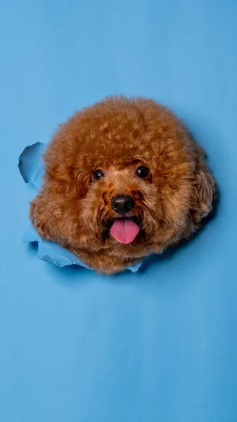 Macho Chocolate Poodle Cão Photoshoot Estúdio Pet Fotografia Com Conceito — Fotografia de Stock