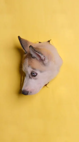 Male Chocolate Siberian Husky Dog Photoshoot Studio Pet Photography Concept — Stock Photo, Image
