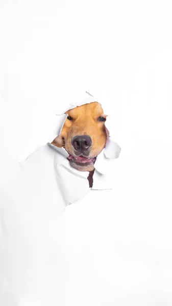 Male Chocolate Golden Retriever Dog Photoshoot Studio Pet Photography Concept — Stock fotografie