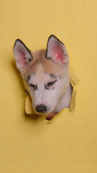 Male Chocolate Siberian Husky Dog Photoshoot Studio Pet Photography Concept —  Fotos de Stock