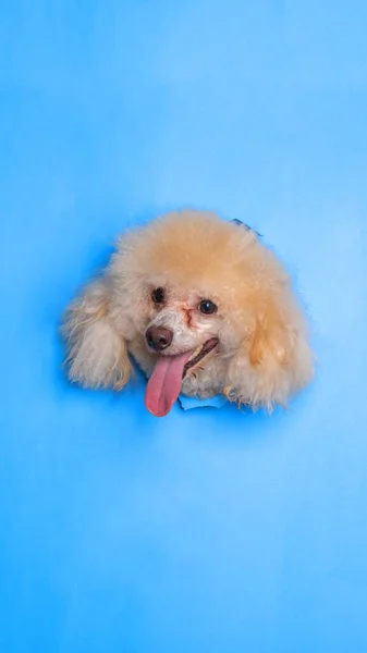 Female Cream Poodle Dog Photoshoot Studio Pet Photography Concept Breaking — Stock Photo, Image