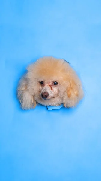 Female Cream Poodle Dog Photoshoot Studio Pet Photography Concept Breaking — Foto de Stock