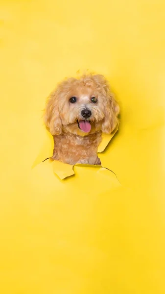 Ένα Θηλυκό Σοκολάτα Μικρό Κουτάβι Poodle Σκυλί Φωτογράφηση Στούντιο Κατοικίδιο — Φωτογραφία Αρχείου