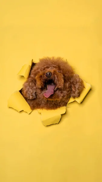Female Chocolate Poodle Dog Photoshoot Studio Pet Photography Concept Breaking — Fotografia de Stock