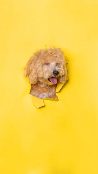 Female Chocolate Small Puppy Poodle Dog Photoshoot Studio Pet Photography — Stock Fotó