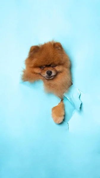Male Chocolate Poodle Dog Photoshoot Studio Pet Photography Concept Breaking — Stock Photo, Image