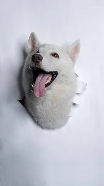 Male White Siberian Husky Dog Photoshoot Studio Pet Photography Concept — Fotografia de Stock