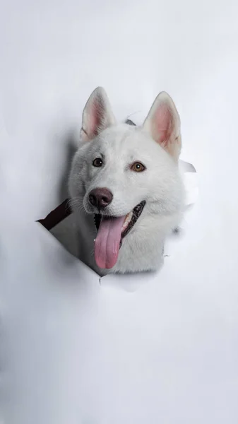 一种雄性白色的西伯利亚哈士奇犬摄影棚宠物摄影用概念打破了白纸头通过它的表达 — 图库照片