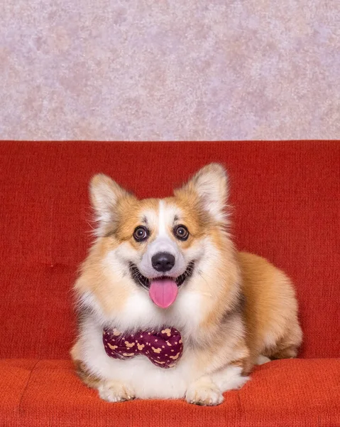 Male Long Hair Pembroke Welsh Corgi Dog Photoshoot Studio Pet — Zdjęcie stockowe