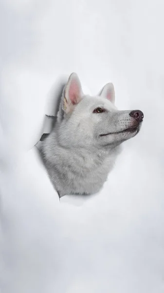 Férfi Fehér Szibériai Husky Kutya Photoshoot Stúdió Kisállat Fotózás Koncepció — Stock Fotó