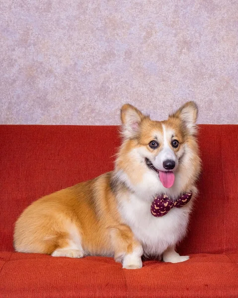 Ένα Αρσενικό Μακριά Μαλλιά Pembroke Welsh Corgi Σκύλος Φωτογράφηση Στούντιο — Φωτογραφία Αρχείου