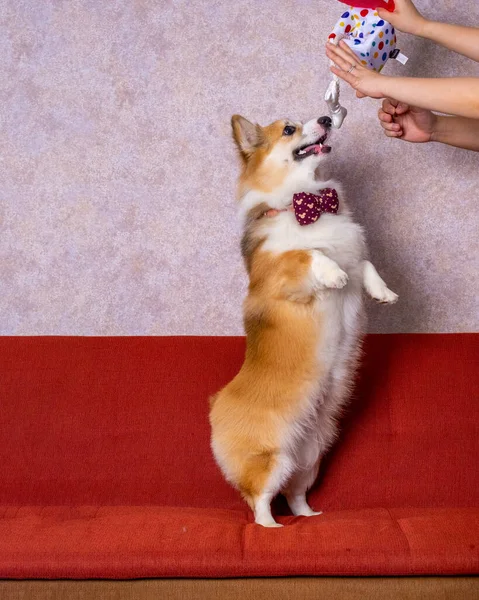 Male Long Hair Pembroke Welsh Corgi Dog Photoshoot Studio Pet — Zdjęcie stockowe