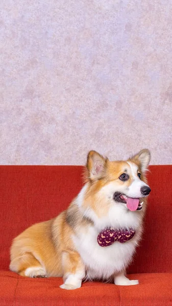 Hane Långt Hår Pembroke Walesiska Corgi Hund Photoshoot Studio Sällskapsdjur — Stockfoto