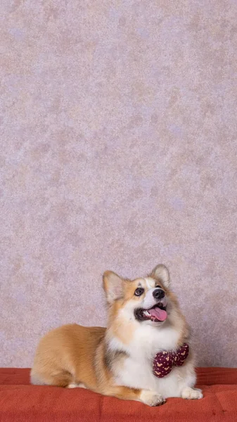 Uzun saçlı bir erkek pembroke galsh corgi dog photoshoot stüdyo fotoğrafçılığı konsept kırmızı koltuk ve parlak pembe arka plan