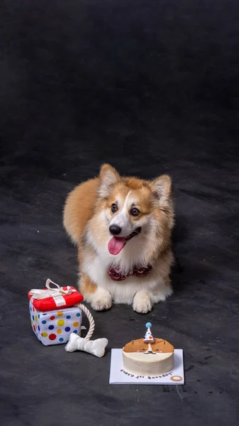 Mężczyzna Długie Włosy Pembroke Walijski Corgi Pies Photoshoot Studio Fotografia — Zdjęcie stockowe