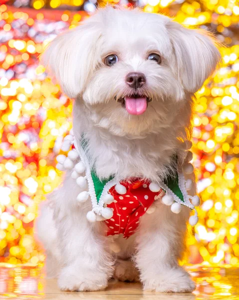 Female Maltese White Dog Photoshoot Studio Pet Photography Concept Glitter — Photo