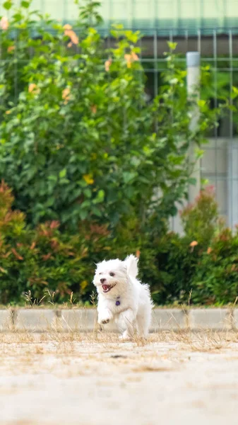 Female White Maltese Outdoor Photoshoot Session Pet Photography Park Morning — Fotografia de Stock