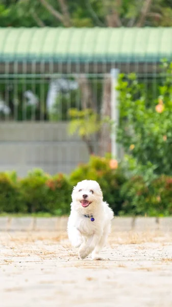 Female White Maltese Outdoor Photoshoot Session Pet Photography Park Morning — Fotografia de Stock