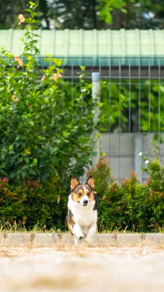 Een Mannelijke Chocolade Witte Pembroke Welsh Corgi Outdoor Fotoshoot Sessie — Stockfoto