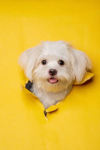 Female Maltese White Dog Photoshoot Studio Pet Photography Concept Breaking Fotos De Stock