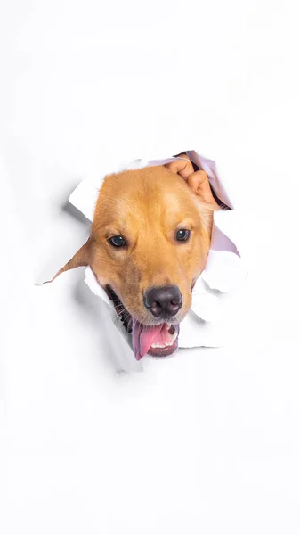 Male Chocolate Golden Retriever Dog Photoshoot Studio Pet Photography Concept Fotos De Stock Sin Royalties Gratis