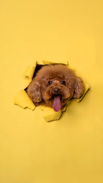 Female Chocolate Poodle Dog Photoshoot Studio Pet Photography Concept Breaking Imagen De Stock
