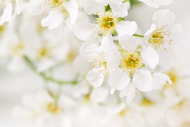 Kuş kiraz ağacı çiçekleri