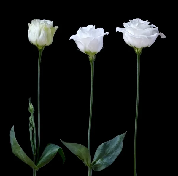 White roses — Stock Photo, Image