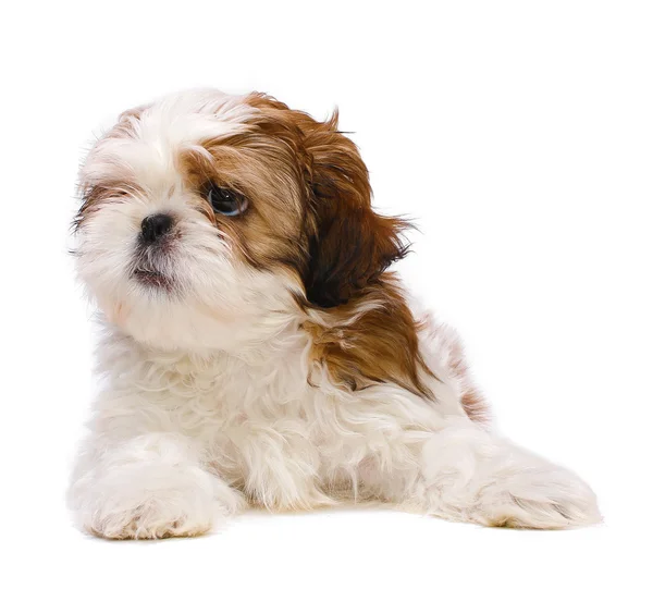 Puppy titta — Stockfoto