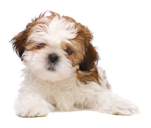 Puppy posing — Stock Photo, Image