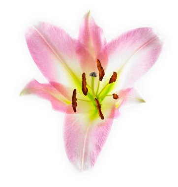 lilly Close-Up