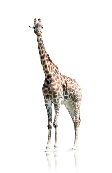 Girafe isolée sur fond blanc — Photo