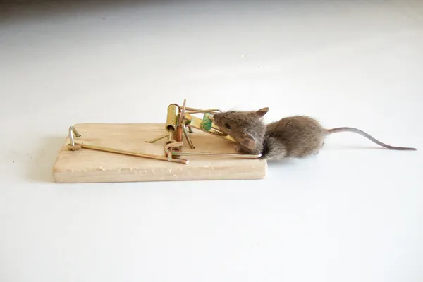 在一个陷阱中的死老鼠 — 图库照片