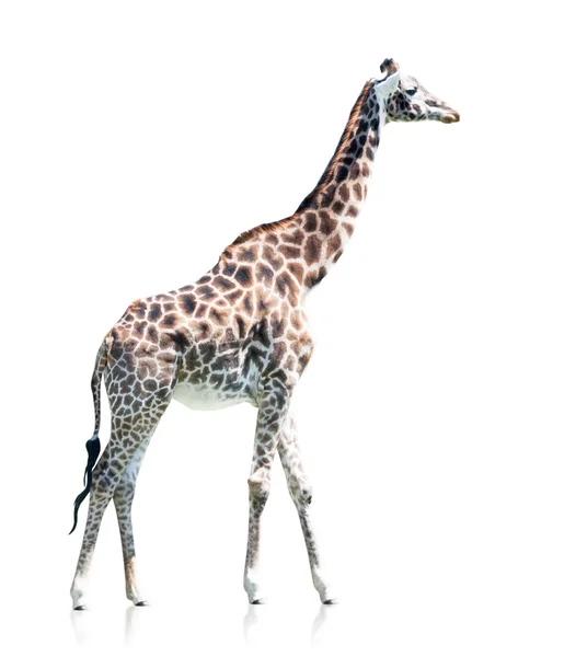 Vue de profil d'une girafe isolée sur fond blanc — Photo