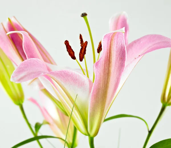 Close-up van lilly geïsoleerd — Stockfoto